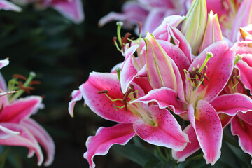 Fototapeta na wymiar Bouquet of large Lilies .Lilium, belonging to the Liliaceae. Blooming pink tender Lily flower .Pink Stargazer Lily flowers background. Closeup of pink stargazer lilies and green foliage.