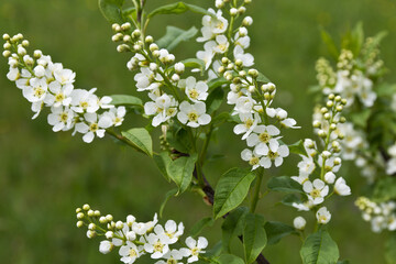 Blüten der gewöhnlichen Traubenkirsche (Wildgehölz) im Frühjahr