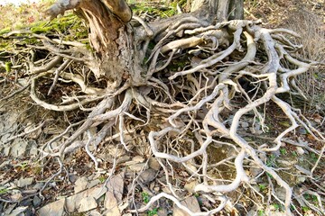 roots of a tree on top of a slope