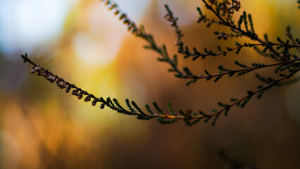 Macro de tiges de bruyère sauvages, dans un décor aux couleurs chaleureuses, dans la forêt des...