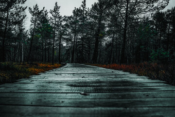 Moor, Moorweg, Weg, Bohlenweg, Schwarzes Moor, nass, Regen, Moor