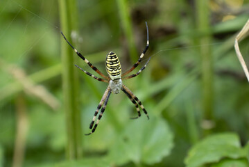 A close-up of a wasp spider (Argiope bruennichi) holding on to its web. The background is green and blurred