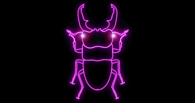 Dorcus Titanus Palawanicus パラワンオオヒラタクワガタ