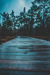 Moor, Moorweg, Weg, Bohlenweg, Schwarzes Moor, nass, Regen, Moor