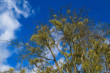 Birch with deep blue sky and some clouds