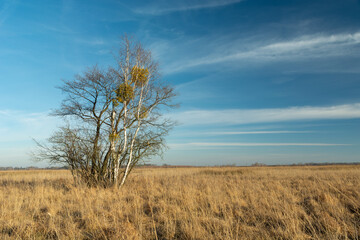 Fototapeta premium Trees among the dry grasses of a wild meadow and white clouds on the sky, Nowiny, Poland
