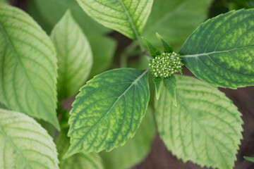 Green leaves of hydrangea large-leaved with bud from above