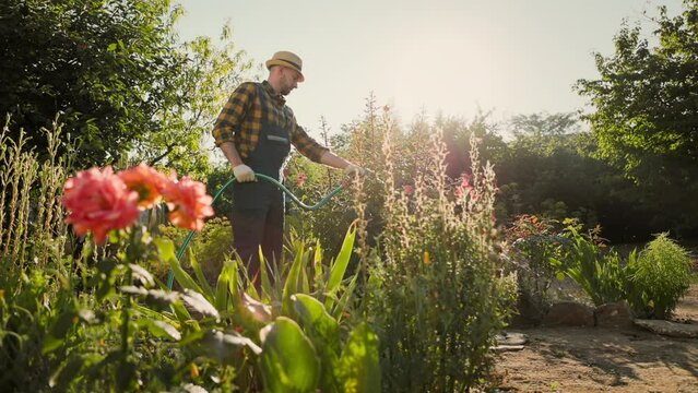 Caucasian gardener in uniform and straw hat watering with hose a blooming rose bush. Low angle view. Slow motion. The concept of gardening and horticulture.