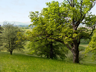 Eichen und weitere Bäume auf einer hügeligen Wiese im Frühjahr