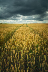 Wheel tracks in a grain field and dark clouds, Staw, Poland