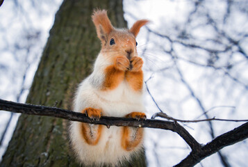 Squirrel in the winter forest