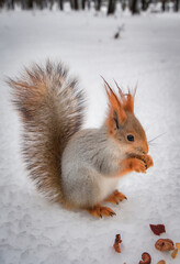 Squirrel in the winter forest