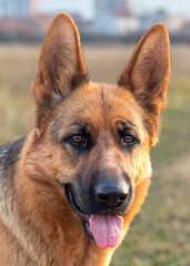 Portrait of Female German Shepherd Dog
