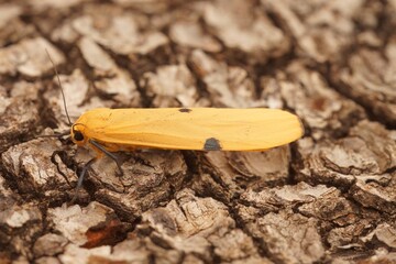 Closeup on a soft yellow four-spotted footman moth, Lithosia quadra, sitting on wood