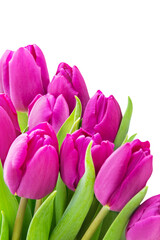 Naklejka premium Tulpen und Hintergrund transparent PNG cut out