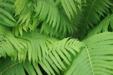 Beautiful fern leaf texture in nature