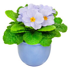Primroses and flower pot isolated on transparent background PNG cut out