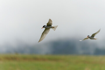 Antarctis tern (Sterna vittata)