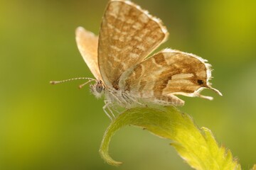 Closeup on the Mediterranean Geranium bronze butterfly, Cacyreus marshalli on a green leaf