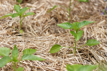 Seedlings of sweet pepper in the garden