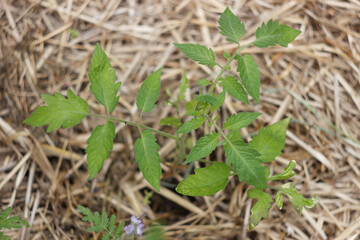 Seedlings of tomato in the garden