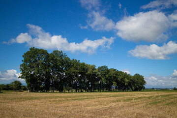 Harvested summer fields and forests