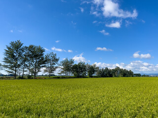 Fototapeta premium Rice fields and trees in summer