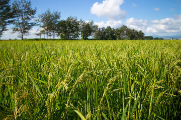 Rice fields and trees in summer