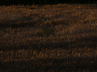 A field that shines faintly in the evening light
