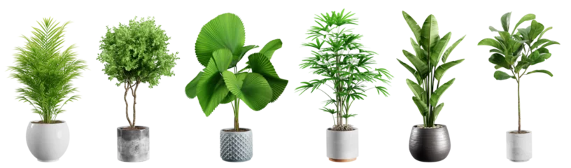 Fotobehang Collection of beautiful plants in ceramic pots isolated on transparent background. 3D rendering. © schab