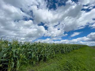 Fototapeta na wymiar summer sky and corn field