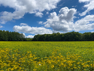 Clear skies and summer meadows