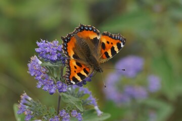 Closeup on the colorful small tortoiseshell butterfly, Aglais urticae, sitting on a blue flowering Carpocoris shrub