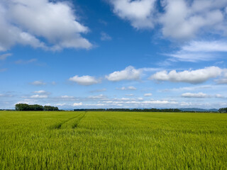 Green rice field in summer