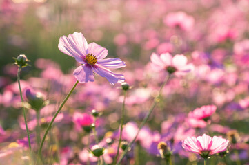 Closeup of a pink cosmos on a colorful bokeh background