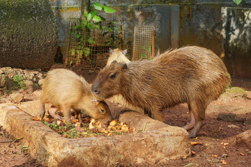 Capybara - Kapibara (Hydrochoerus hydrochaeris ), the largest living rodent in the world.