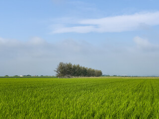 Obraz premium Summer paddy field where rice grows