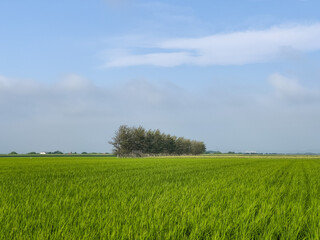 Summer paddy field where rice grows