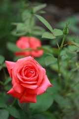 A beautiful salmon rose in a garden