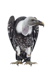 Young adult Rüppell's griffin vulture  sitting full body facing front. Head down and turned to the...
