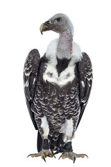 Young adult Rüppell's griffin vulture  sitting full body facing front. Head up and turned to the...