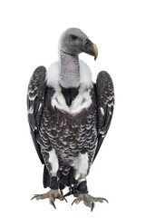 Young adult Rüppell's griffin vulture  sitting full body facing front. Head up and 45 degrees...