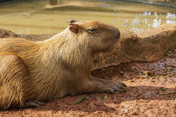 Capybara - Kapibara (Hydrochoerus hydrochaeris ), the largest living rodent in the world.