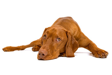Beautiful hungarian vizsla dog full body studio portrait. Dog lying with head down on the ground and looking at camera, isolated over white background.