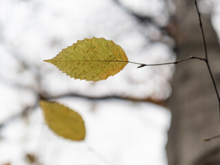 Autumn leaf in the forest