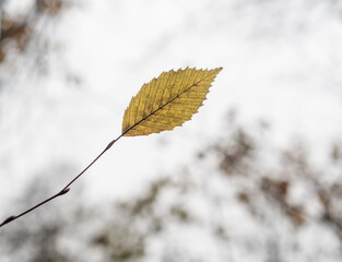 Autumn leaf in the forest