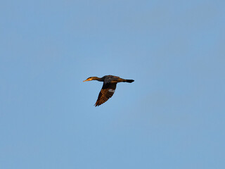 Great cormorant, Phalacrocorax carbo, near Xativa, Spain