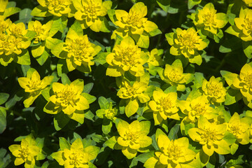 Beautiful background of yellow-green flowers