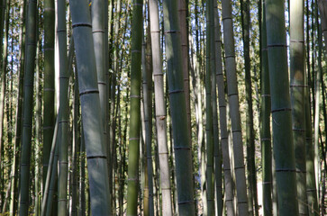 Fototapeta premium Bamboo Forest of Arashiyama in Kyoto. Japan.