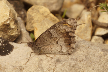 Closeup on a Mediterranean Tree Grayling butterfly, Hipparchia statilinus sitting well camouflaged with closed wings on a stone